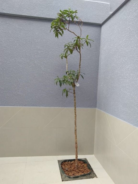 Casa, 3 quartos, 260 m² - Foto 5