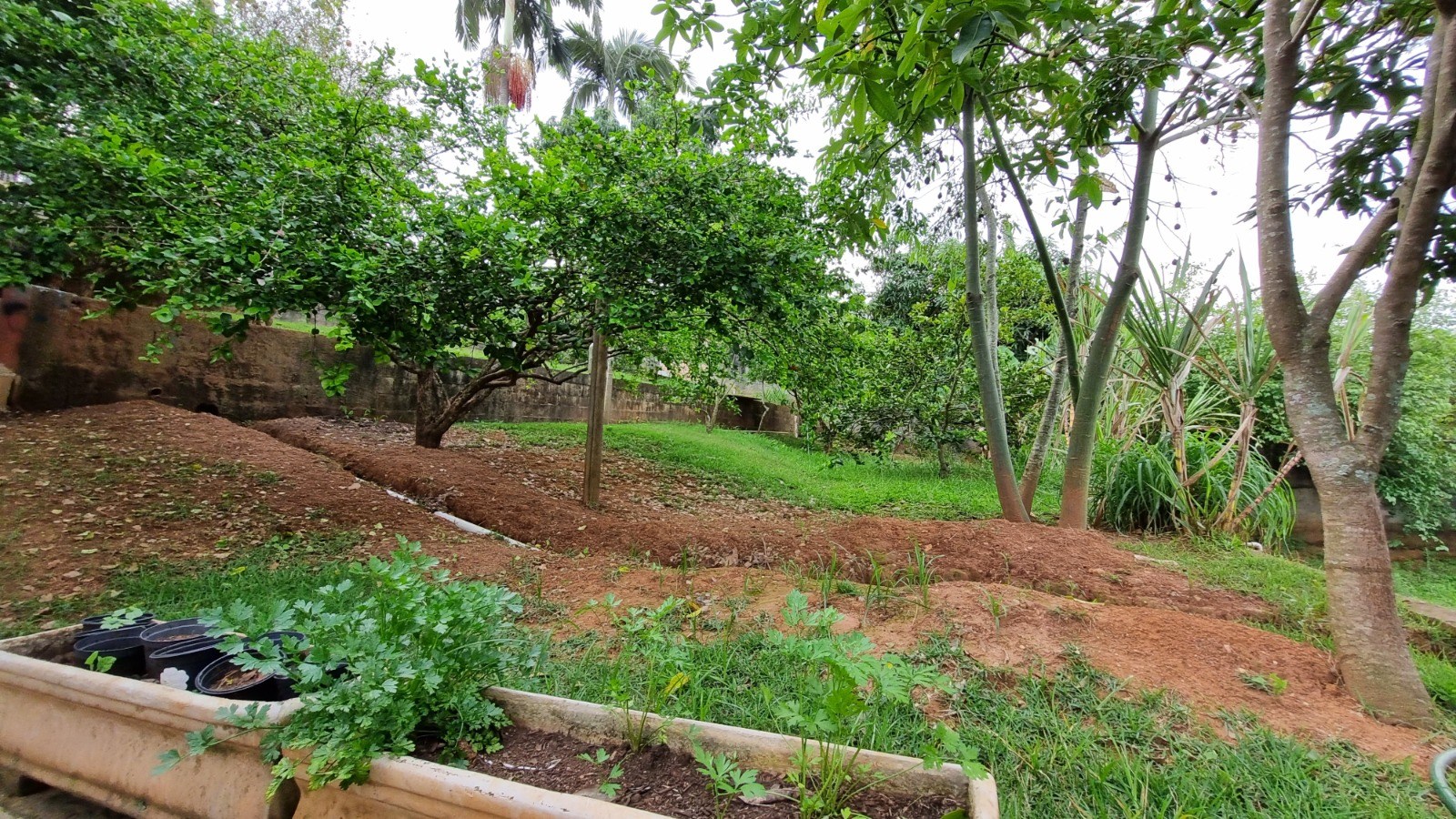 Chácara, 2 quartos, 1176 m² - Foto 36