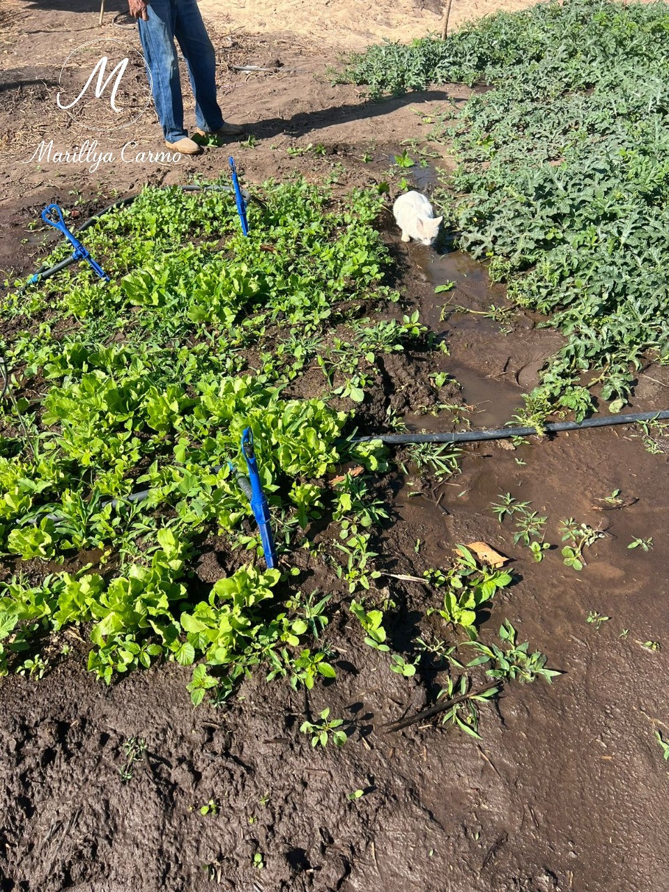 Sítio, 5 quartos - Foto 16