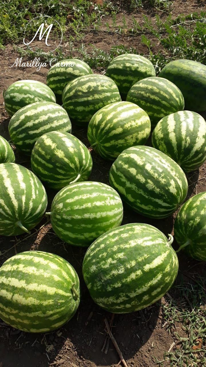 Sítio, 5 quartos - Foto 22