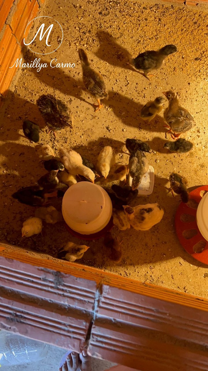 Sítio, 5 quartos - Foto 17