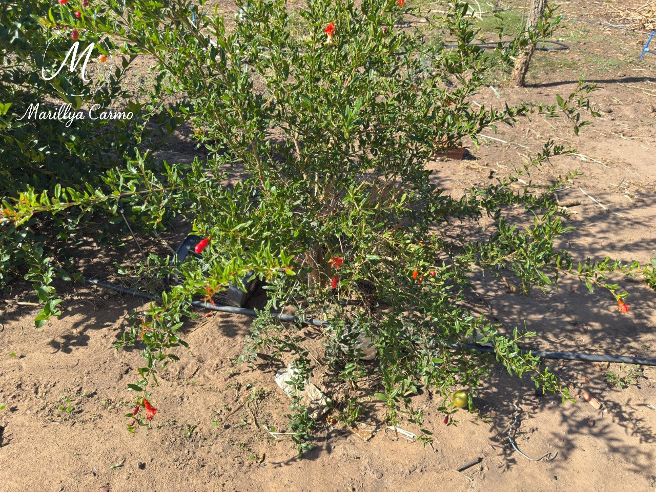 Sítio, 5 quartos - Foto 6