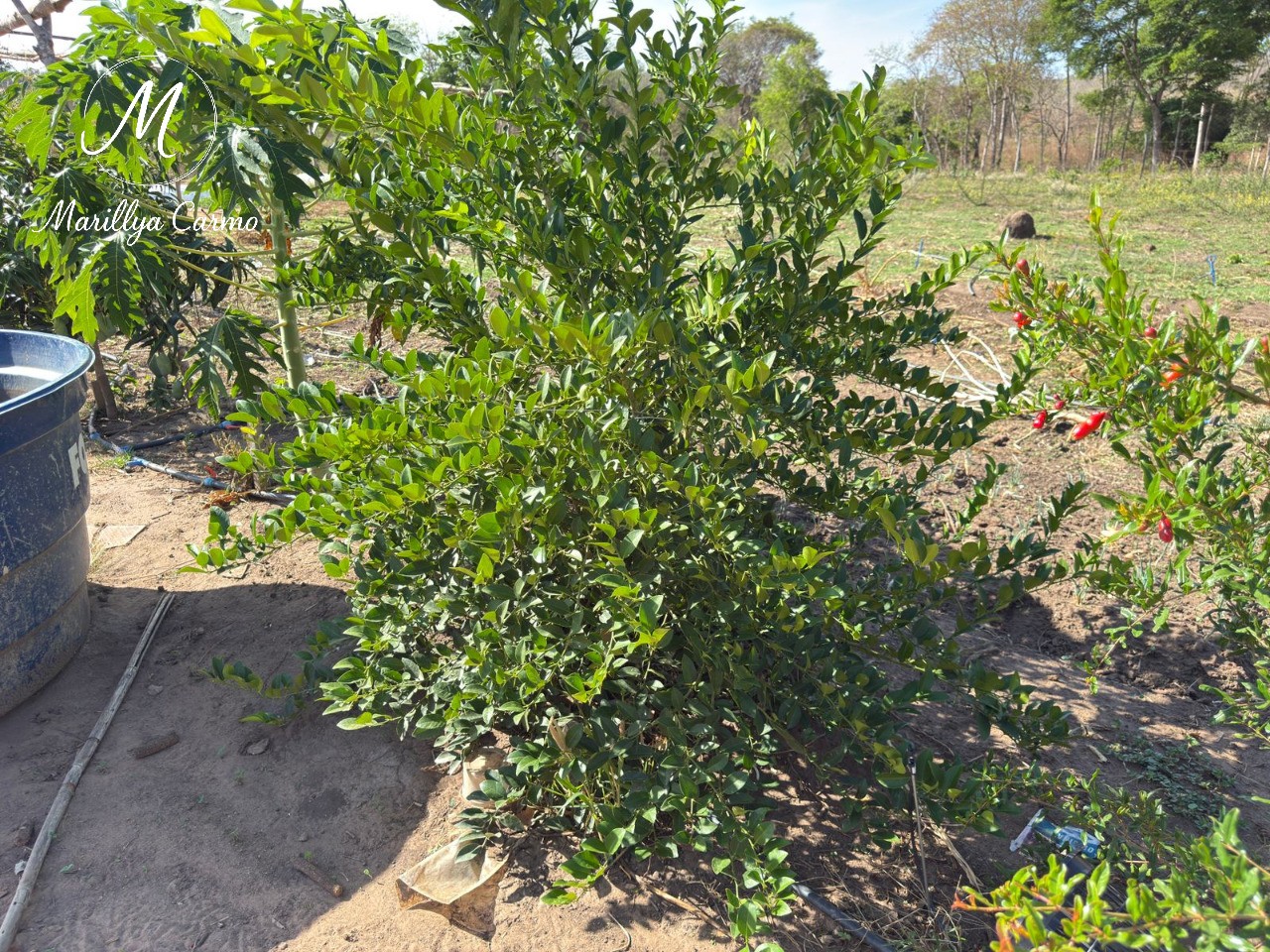 Sítio, 5 quartos - Foto 5