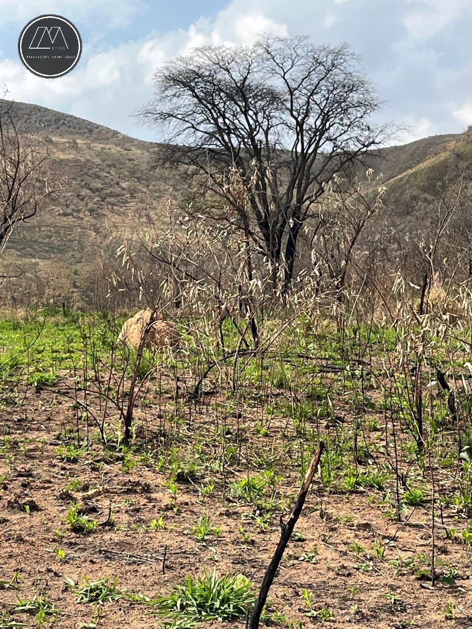 Terreno, 12 hectares - Foto 4