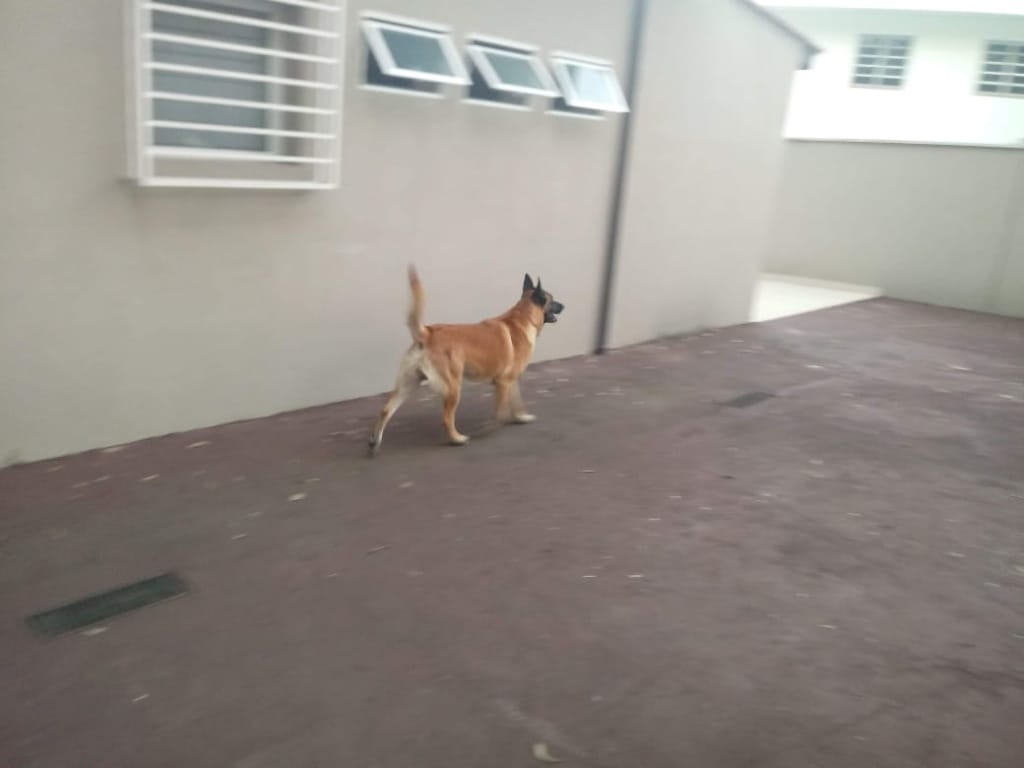 Casa, 4 quartos, 260 m² - Foto 28