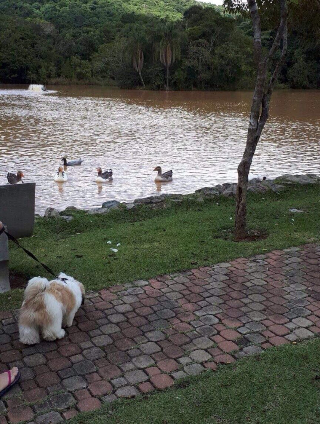 Casa, 3 quartos, 250 m² - Foto 78