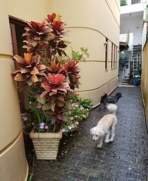 Casa, 3 quartos, 200 m² - Foto 5