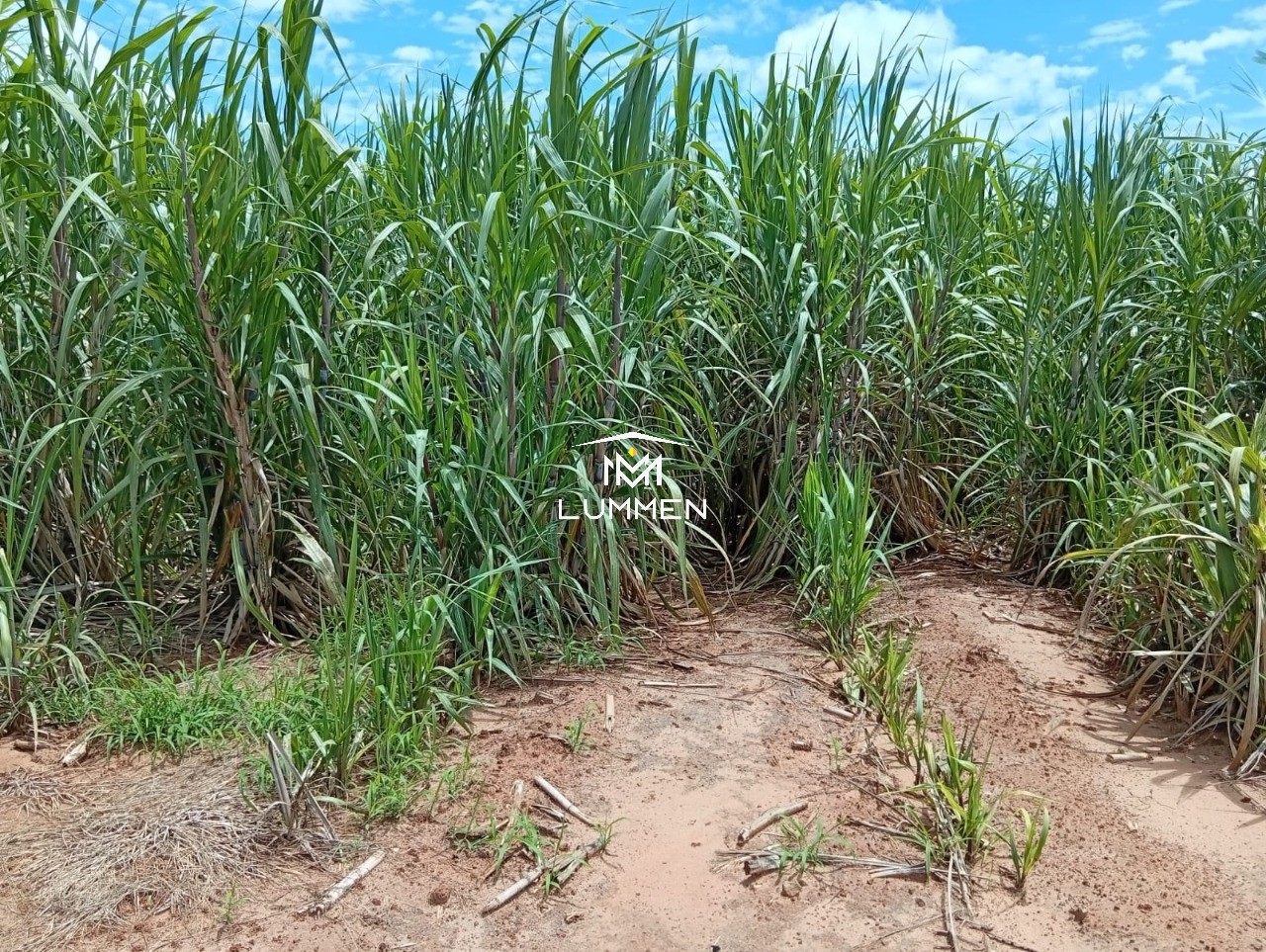 Fazenda - Foto 7