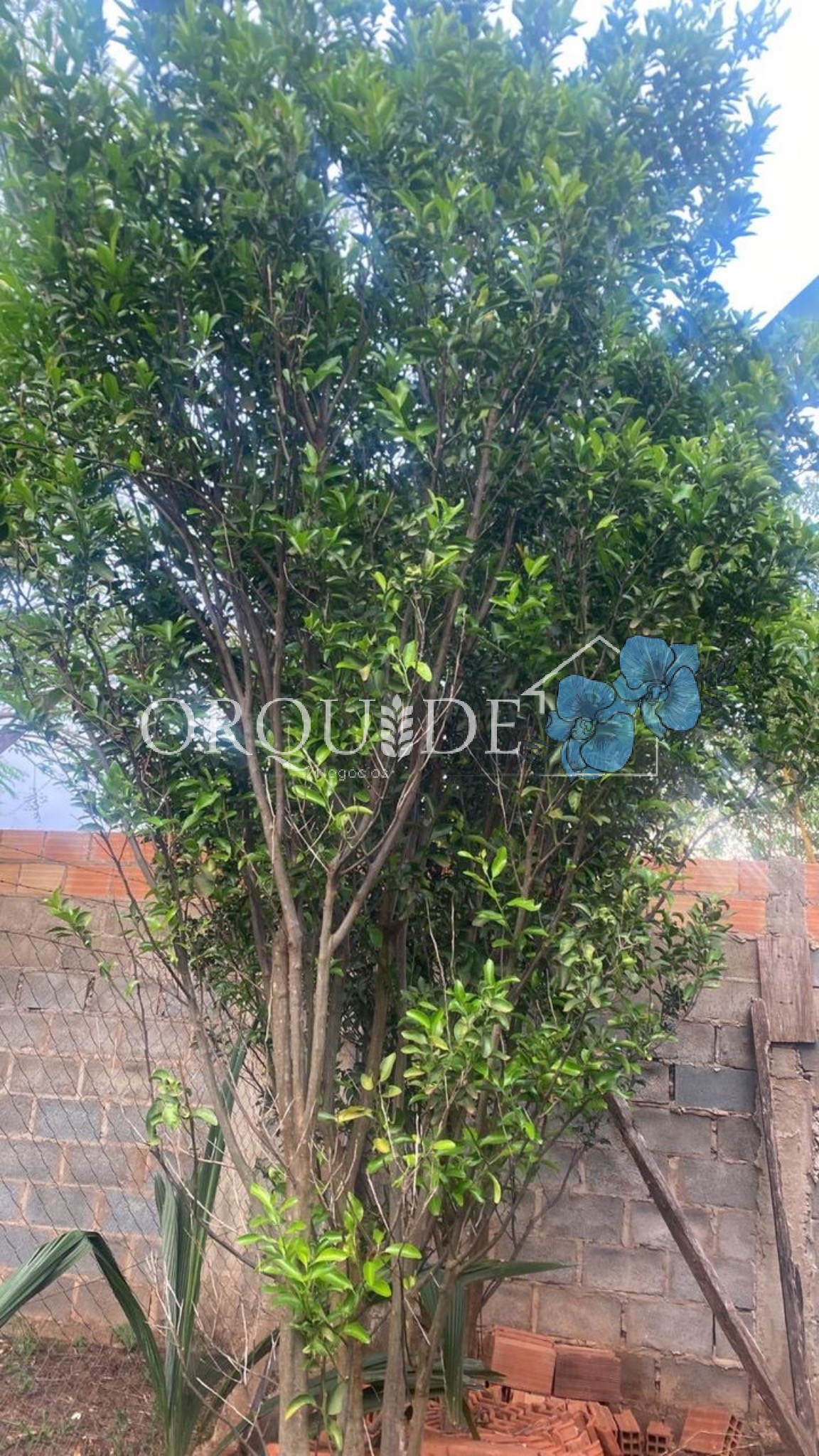 Chácara, 3 quartos - Foto 11