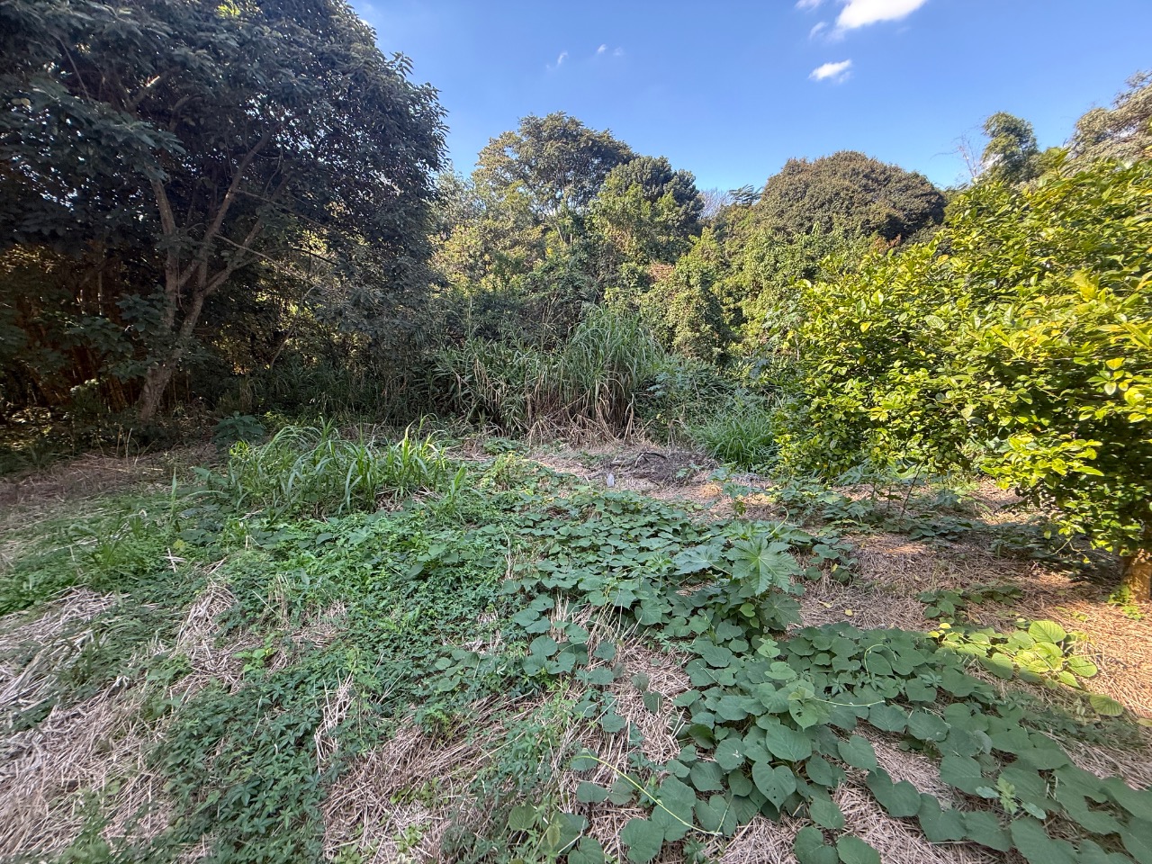 Terreno, 504 m² - Foto 15