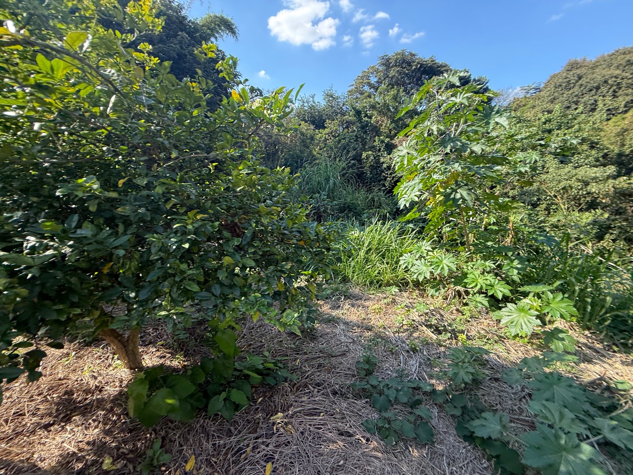 Terreno, 504 m² - Foto 11