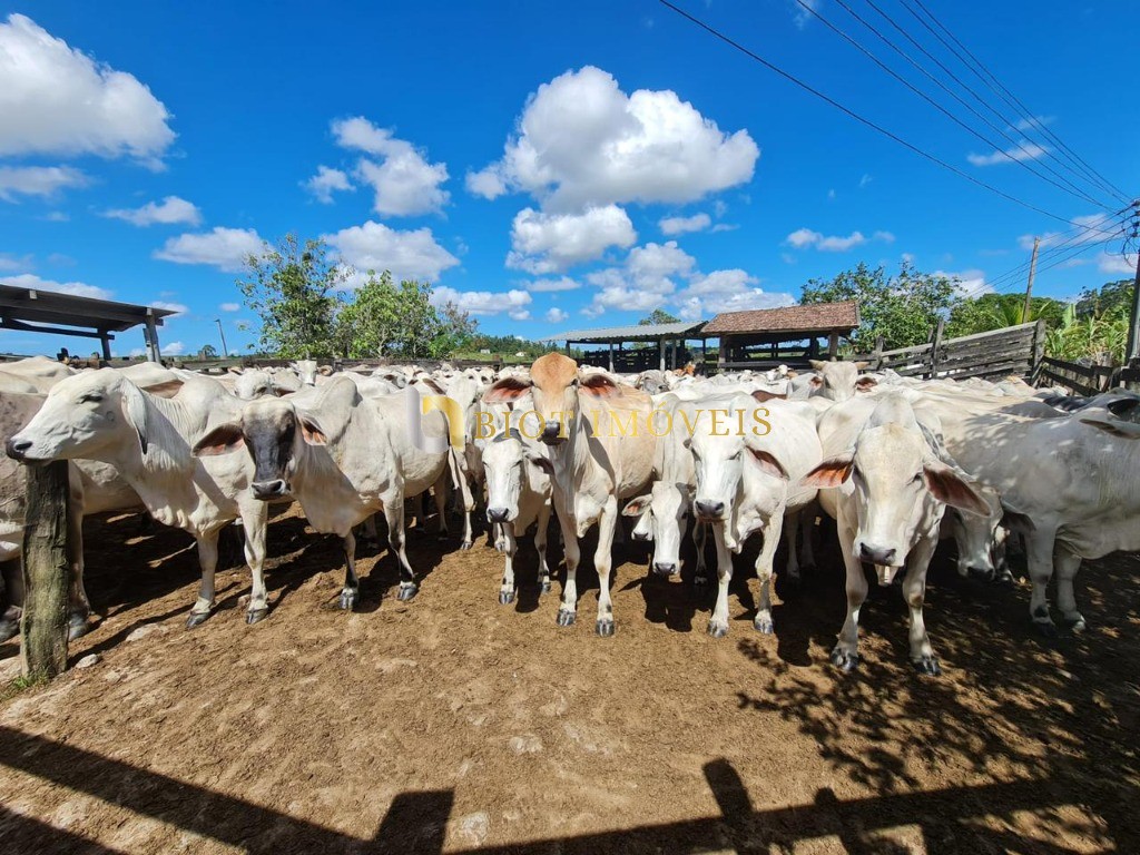 Fazenda - Foto 53