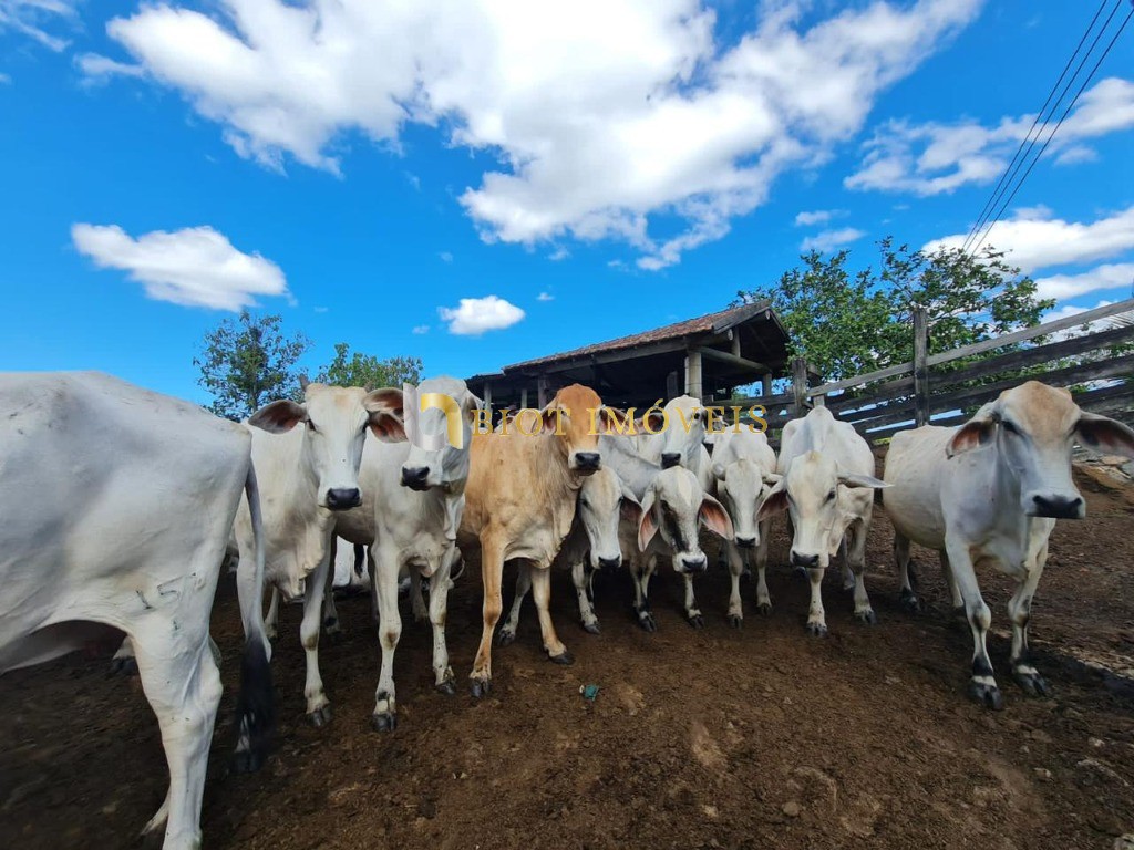 Fazenda - Foto 1