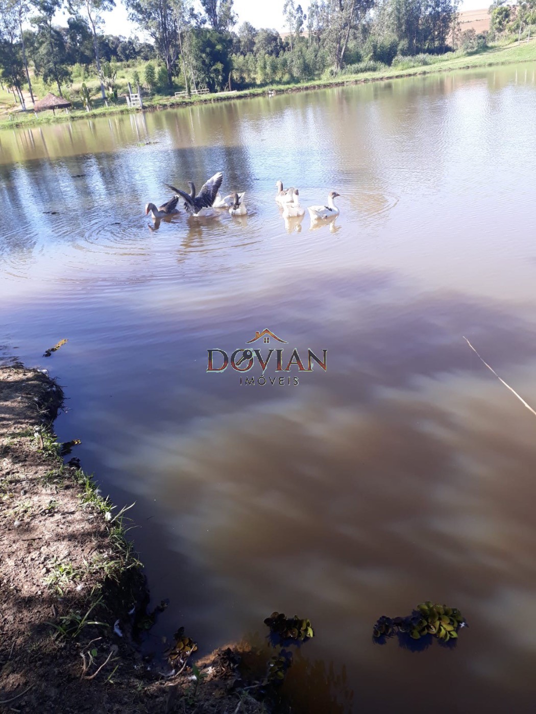 Fazenda, 2 hectares - Foto 3