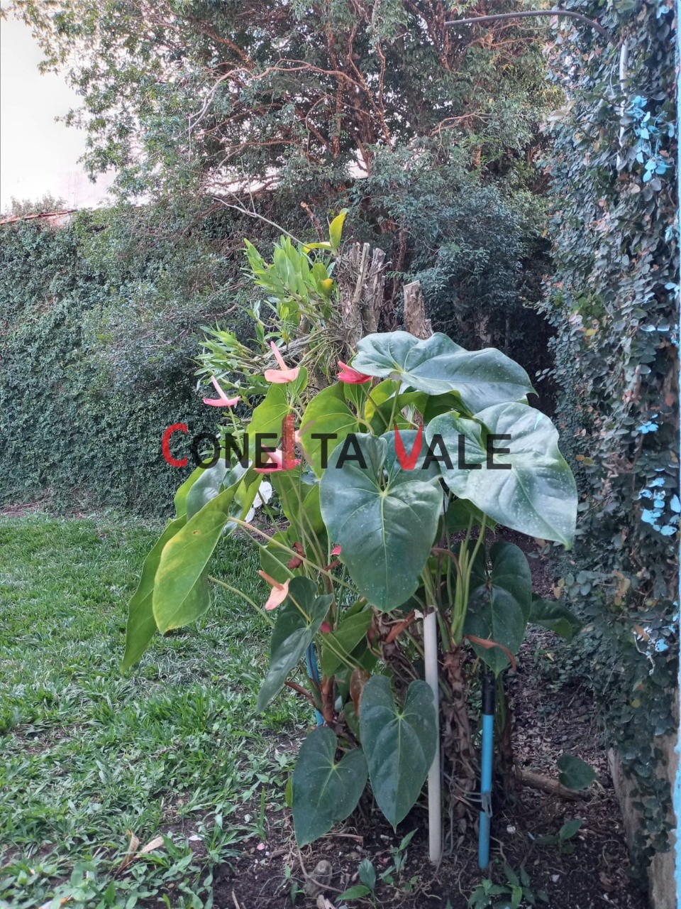 Casa, 3 quartos - Foto 40