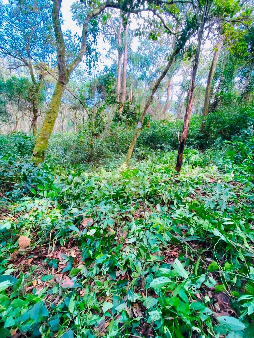 Terreno, 430 m² - Foto 6