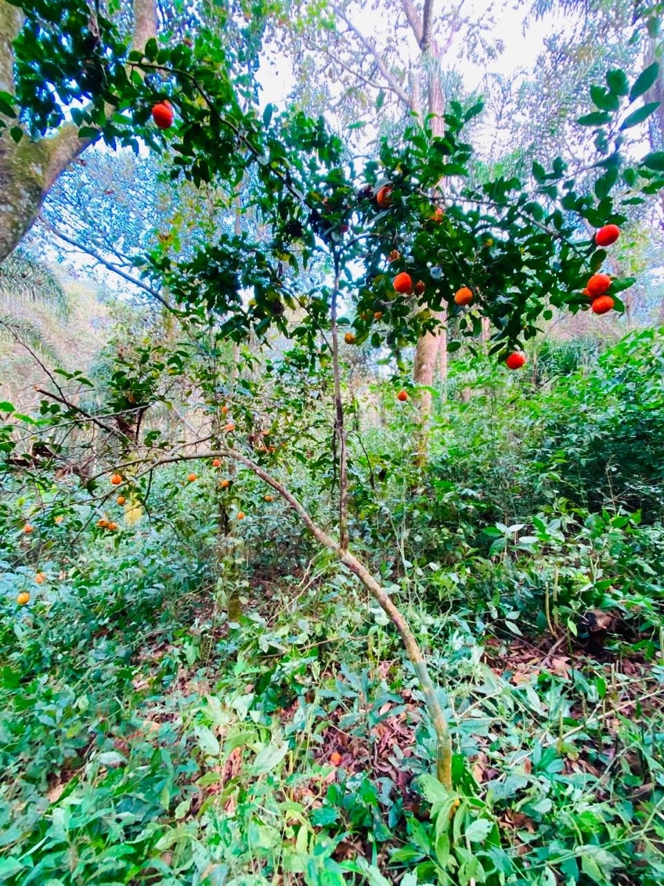 Terreno, 430 m² - Foto 8