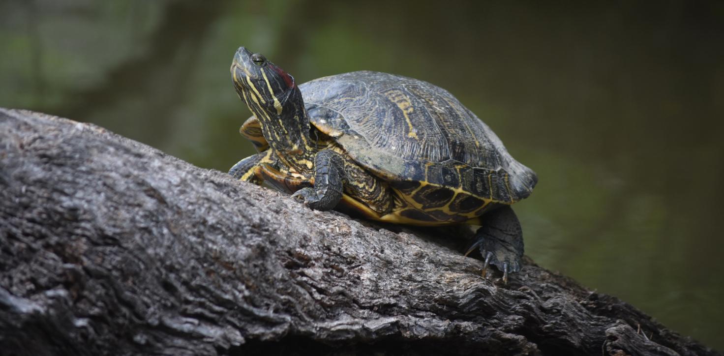 Jabuti de 2026: governo transforma Lucro Presumido em benefício fiscal