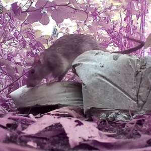 Uma fotografia de câmera de trilha diurna com um filtro infravermelho que tinge a vegetação de tons de rosa e magenta. Um grande rato de esgoto marrom-acinzentado está posicionado de perfil, de pé sobre dois blocos de concreto quebrados.