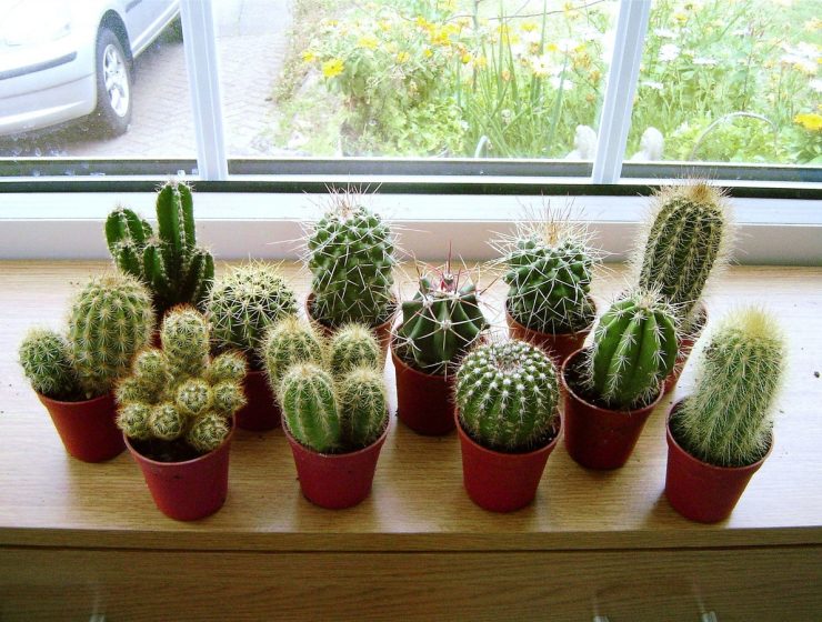 cactus