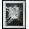 <p>Valdir Cruz (1954) - Orquidea - fotografia, 8/25 - 96 x 75,5cm - assinada canto inferior direito</p> <p>Valdir Cruz (1954) - Orquidea - fotografia, 8/25 - 96 x 75,5cm - assinada canto inferior direito</p>