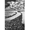 <p>Sebastião Salgado (1944 - 2025) - Ilhas Anavilhanas - fotografia - 19,8 x 29,7cm - 2009 - Acompanha Certificado do Artista, edição limitada Sebastião Salgado-Bradesco.</p>