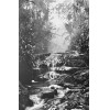 <p>Sebastião Salgado (1944 - 2025) - Floresta de Altitude - fotografia - 17 x 25,5cm - 2014 - Acompanha Certificado do Artista, edição limitada Sebastião Salgado-Bradesco.</p>