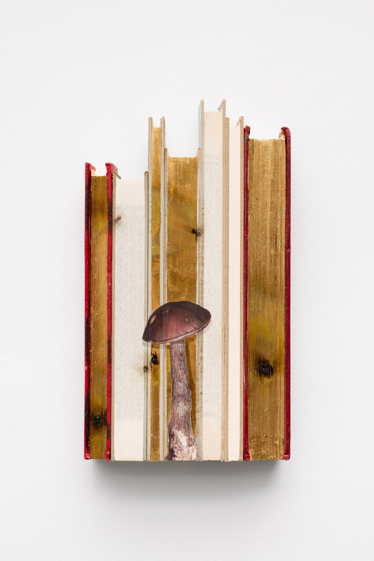 Sem título - Leccinum Scabrum - da série Biblioteca por vir