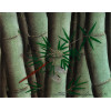 <p>Susumo Harada técnica mista sobre cartão 18 x 23 cm Bambu e libélula ass. CID 1990</p>