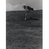 <p>Jerzy Reichmann - Árvore solitária - c. 1975 - Gelatina e prata sobre papel - 40 x 30 cm.</p>
