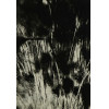 <p>José Yalenti - Pânico 2 - c. 1950 - Gelatina e prata sobre papel - 38 x 27 cm.</p>
