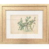 <p>Benedito Calixto, Flor de Cactus, Aquarela, 18x27, Dec 30, Acompanha Certificado de Autenticidade do Celso Calixto</p>