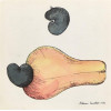 <p>ALDEMIR MARTINS - Caju. Reprodução gráfica. Ass. CID. Dat. 1962. Catalogado na Galeria Bonino sob nº BR 782. 20 x 20 cm.</p>