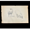 <p>EDGAR WALTER (1917 &ndash; 1994) DESENHO GRAFITE. ESTUDO: OVELHAS. D&Eacute;CADA 1950. MED: 32 X 23 CM.</p>