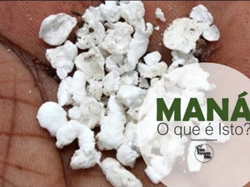MANÁ O que é isto?