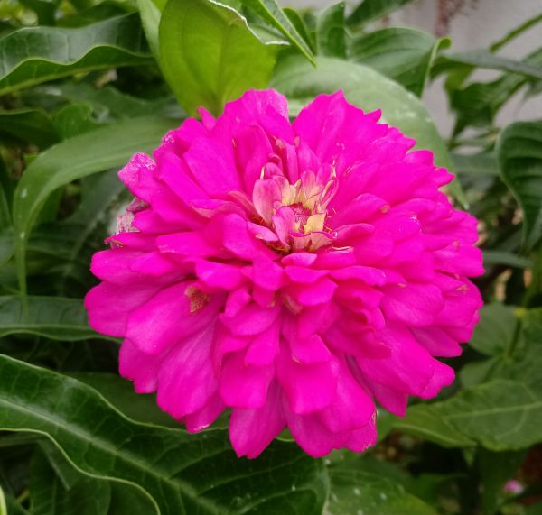 Flor de Canes