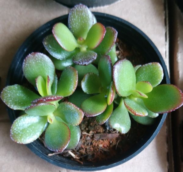 Jade Crassula Ovata
