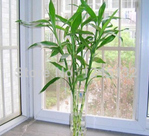 Bambú da Sorte 1 - Sementes