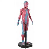 Manequim Muscular Assexuado 170 cm c/ 38 partes CS/AT/TGD-4000