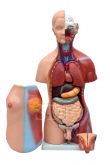 Torso Humano Bissexual c/Abertura nas Costas de 45 cm c/24 partes-CS/SD-5022/B