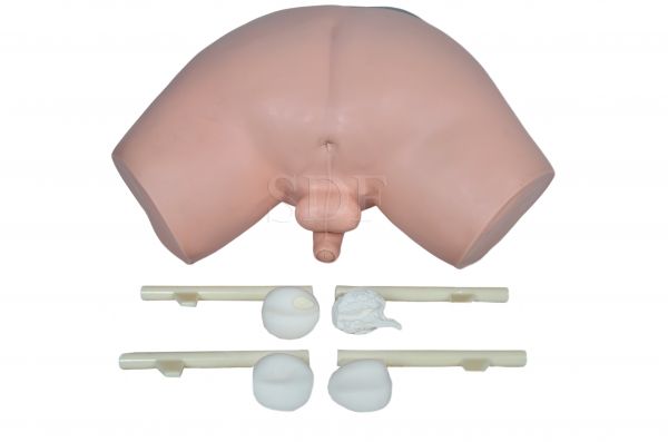 Simulador P/ Exame de Próstata-CS/SD-4048