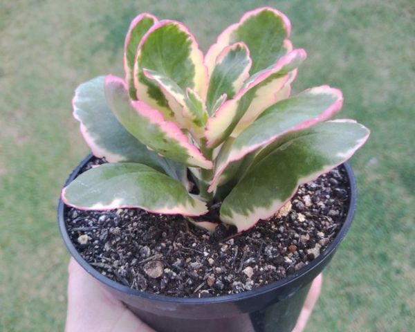 KALANCHOE VARIEGATA PT 11