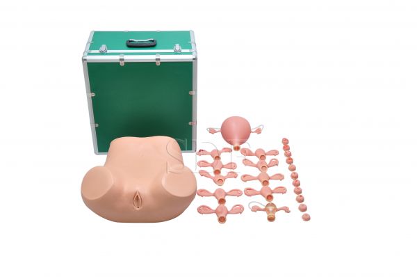 Simulador Ginecológico c/Úteros Saudáveis e Patológicos-CS/SD-4012
