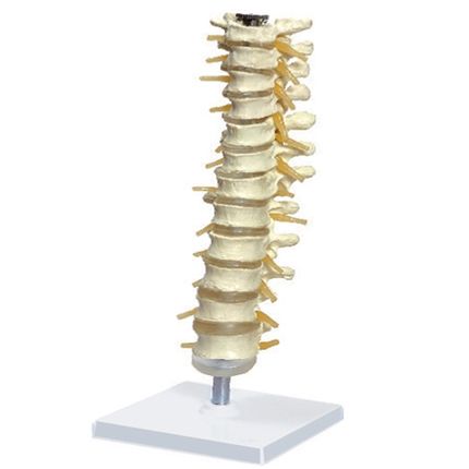 Coluna Vertebral Torácica-CS/AT/TGD-0143-A