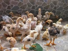 ÍNDIO GIGANTE PINTO RECRIA