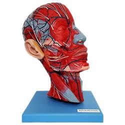 Metade de Cabeça c/ Musculatura e Corte Mediano -CS/AT/TZJ 0304