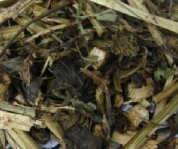 Picão 100g