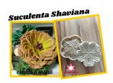 Suculenta Shaviana