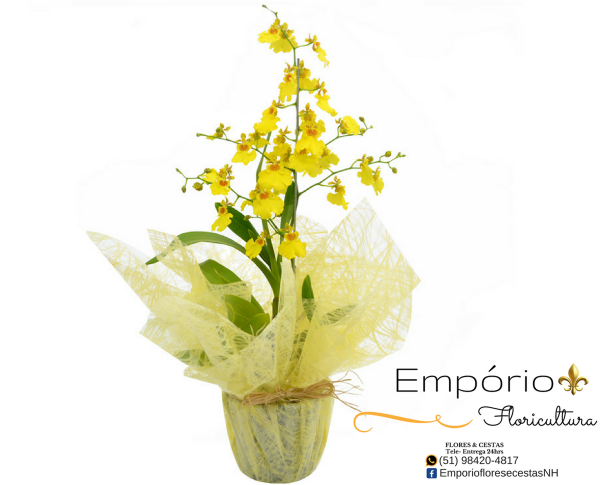 Orquidea Chuva de Ouro