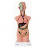 Torso Assexuado c/ 50 cm em 11 Partes-CS/AT/TGD-0206-B